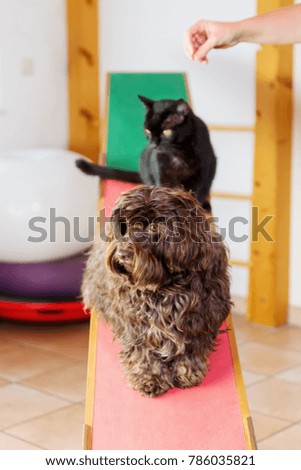 picture of a woman who works with a cat and a dog in an animal physiotherapy office