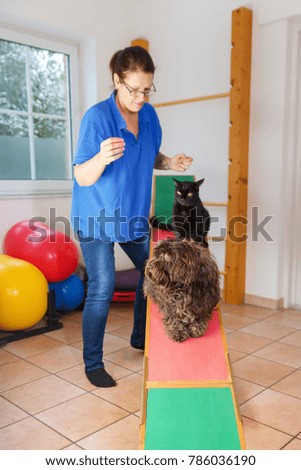 picture of a woman who works with a cat and a dog in an animal physiotherapy office
