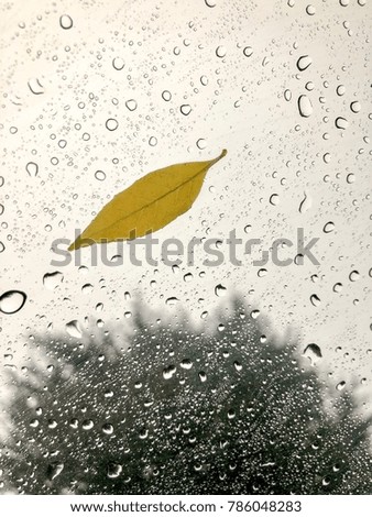 Leaf on a window , rains