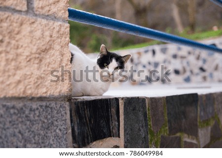 A kitten resting on a terrace