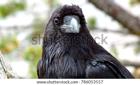 Raven on the South Rim of the Grand Canyon Royalty-Free Stock Photo #786053557