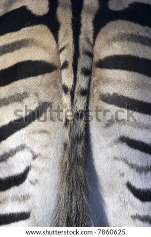 Zebra tail
