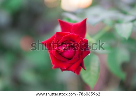 A red rose in the garden with blurry background.
