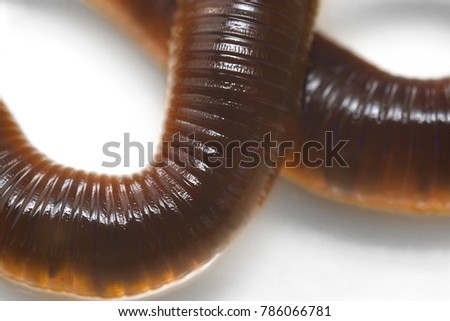 High resolution close up macro photography of earthworm or nightcrawler in white background with copy space. Flash light made to show real shape and skin of earthworm looks shiny and transparent.