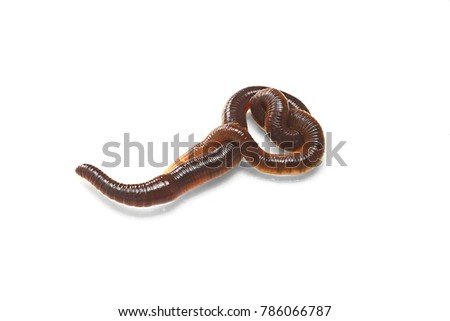 High resolution close up macro photography of earthworm or nightcrawler in white background with copy space. Flash light made to show real shape and skin of earthworm looks shiny and transparent. Royalty-Free Stock Photo #786066787