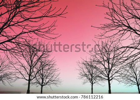 Silhouette trees with out leaves and red pink sky background