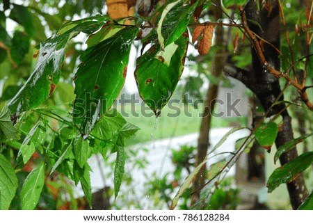 wet leaves exposed to rain water
