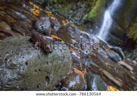 A salamander poses for the camera, photobombing an attempt to shoot the falls in Oneonta Gorge.