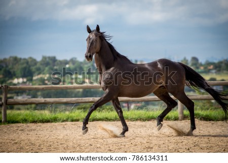 A older thoroughbred horse moving forward and flowing movement. Royalty-Free Stock Photo #786134311