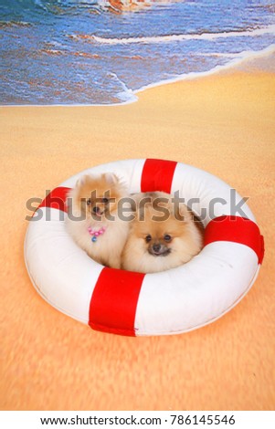 Two young pomeranian in life ring on the background  of the sea to take a picture. So cute