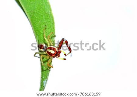 Jumper spider on leaf