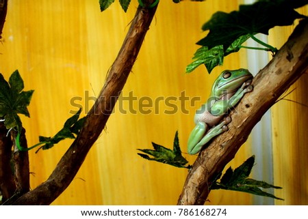 green tree frog red eye on brown trunk