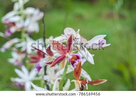 Beautiful multicolored orchids with insects perching on it and blurry background effect.