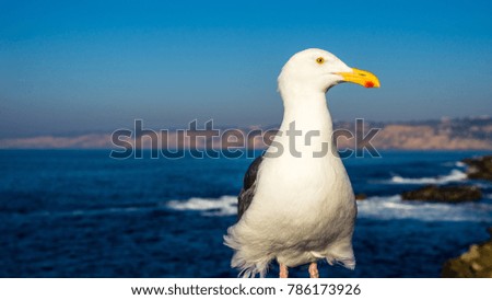 Seagull posing near the ocean