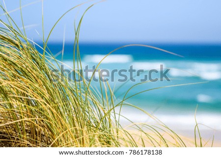 Close up of green reet grass moving in the wind with the ocean, beach and waves in the background  at Oyster Bay, South Africa. 