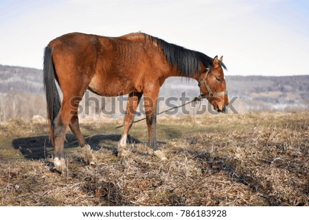 horses grazing in a meadow in the mountains