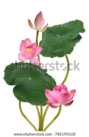 Beautiful pink lotus flowers isolated on white background