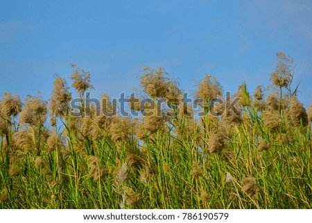 Nature of beautiful grass flower
 in the field.