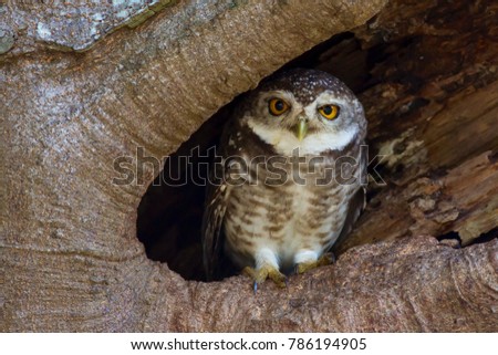 Spotted Owlet. Bird in nest Tree hollow.