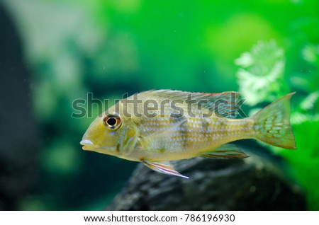 Fish Cichlid aquarium with a beautiful design