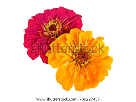 Two flowers of zinnia on a white background