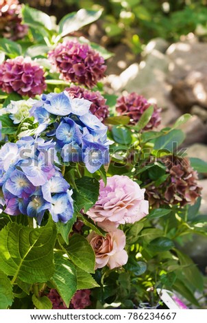 Picture of beautiful  blooming flowers, blue hydrangea, pink rose