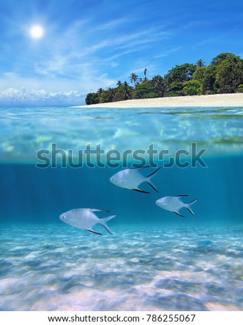 Above and below sea surface near tropical island beach with Palometa fish underwater swimming over sandy seabed, Caribbean, Panama Royalty-Free Stock Photo #786255067
