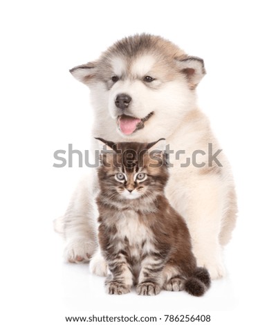 Alaskan malamute puppy  and kitten  sitting together. isolated on white background