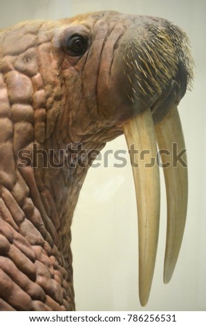Walrus with long ivory tusks.