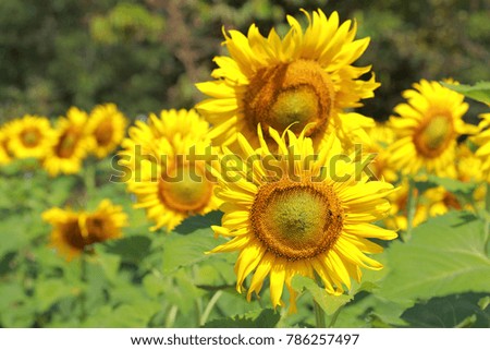 Beautiful sunflower flower on farm field. grown as crop for its edible oil.