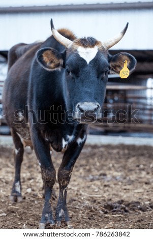 Cows at dairy farm