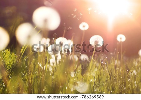 Fluffy dandelions glow in the rays of sunlight at sunset in nature on a meadow. Beautiful dandelion flowers in spring in a field close-up in the golden rays of the sun. Royalty-Free Stock Photo #786269569