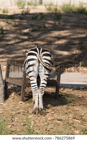 picture of Zebra in zoo, Zebra Bottom