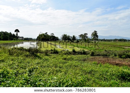 Santiago City, Isabela, Philippines, December 15, 2017, Santiago City Sightseeing, Road and city view, Rice Field, one of major cities of rice procedures in the Philippines.
