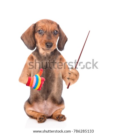 dachshund puppy holding a pointing stick and showing thumbs up. isolated on white background