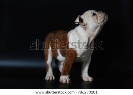 purebred English Bulldog puppy action on back screen