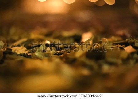 blurred background lights at night the Park sawdust in the flower bed