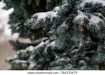 Beautiful pine tree whit vertically falling real snowflakes, winter forest. Snowfall woodland landscape background. Shallow depth of field.