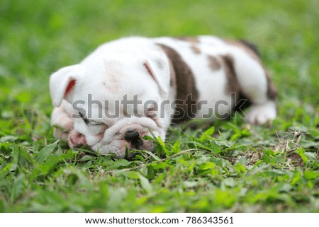 bulldog puppy enjoy life on greensward
