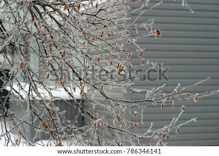 Bare branches of trees covered with white frost, snow. Winter holiday background