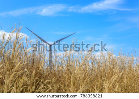 Grass flower with Electric wind turbine on the background and blue sky and clouds.