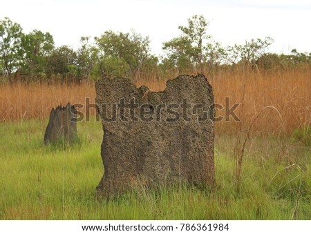 Landscape picture of a large magnetic termite mound surrounded by grass with long orange grass in the background taken in the bush, Northern Territory, Australia