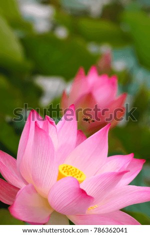 Bright beautiful lotus