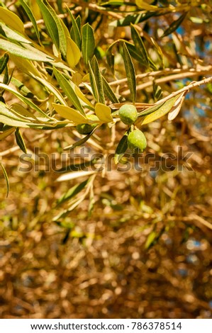 Olives growing on a branch from an olive tree. Traditional olive tree with green and yellow leaves growing in Greece.