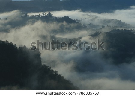 Mist in  Rain forest