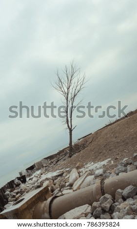 Inclined tree on a beach of Michigan Lake
