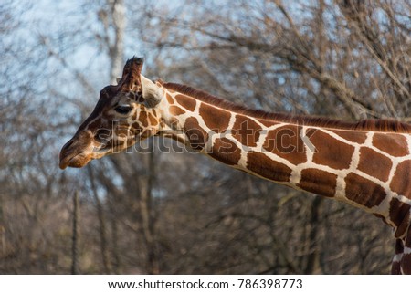 Beautiful big giraffe in a city zoo