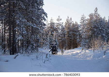 man in Santa Claus costume rides on a dog sled through snowy woods