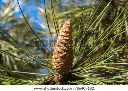 Beautiful fir cone on a pine tree