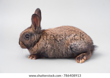 chocolate brown rabbit with red eyes on a gray background. Studio
